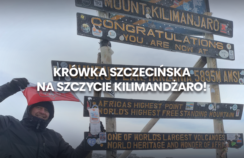 Krówka Szczecińska na szczycie Kilimandżaro trzymana przez Waldemara z singletravel.pl