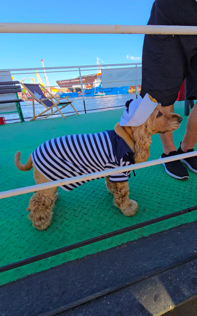 Cocker spaniel w stroju marynarza i czapce żeglarskiej na pokładzie statku podczas wydarzenia Żagle 2026 w Szczecinie.