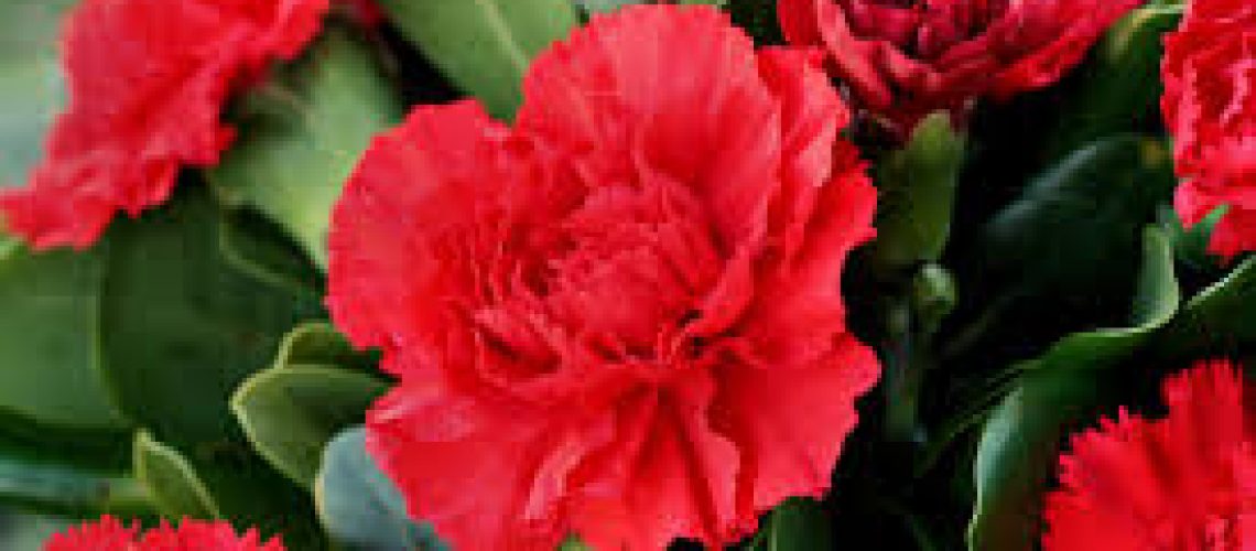 Dzien-kobiet-2019-Grupa-Dystrybucyjna-Matrix