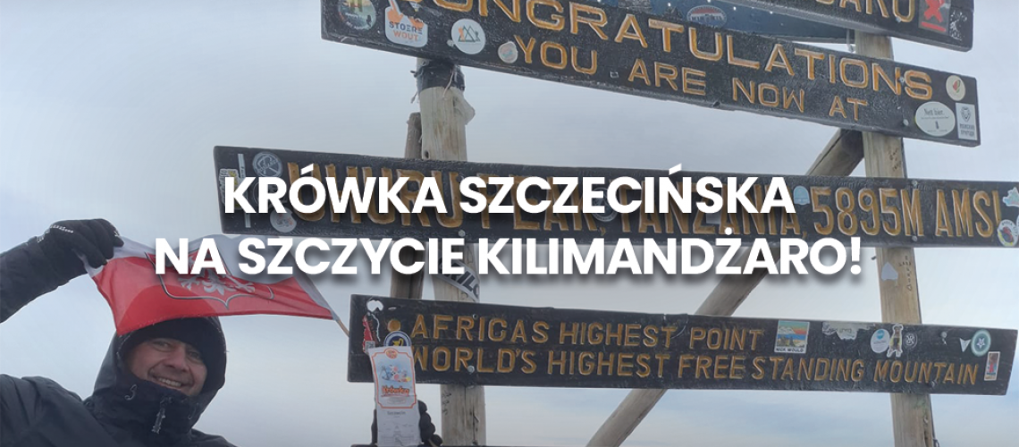 Krówka Szczecińska na szczycie Kilimandżaro trzymana przez Waldemara z singletravel.pl
